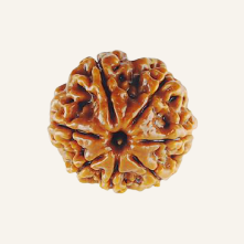 1 To 7 Mukhi Rudraksha 