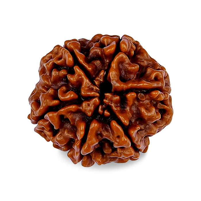 6 MUKHI RUDRAKSHA