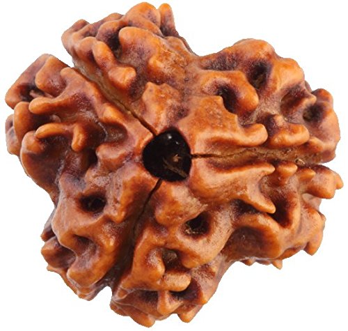 3 Mukhi Lab Certified Rudraksha 