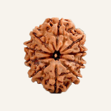 10 Mukhi Rudraksha