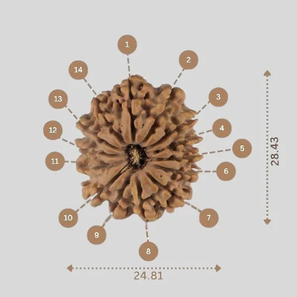 14 Mukhi Rudraksha
