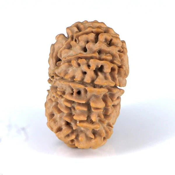 14 Mukhi Rudraksha