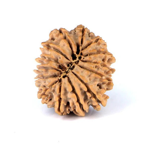 14 Mukhi Rudraksha