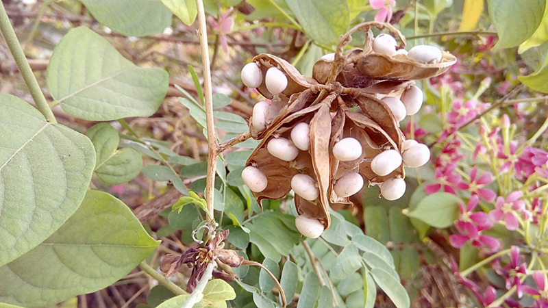 White Gunja Seeds
