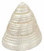 Natural pearl shankh for laxmi