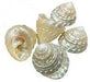 Natural pearl shankh for laxmi