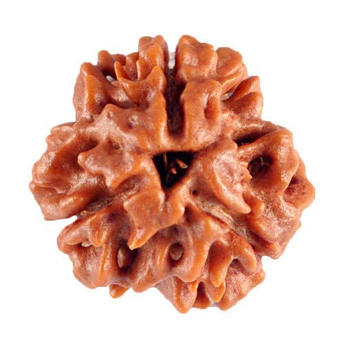 3 Mukhi Lab Certified Rudraksha 