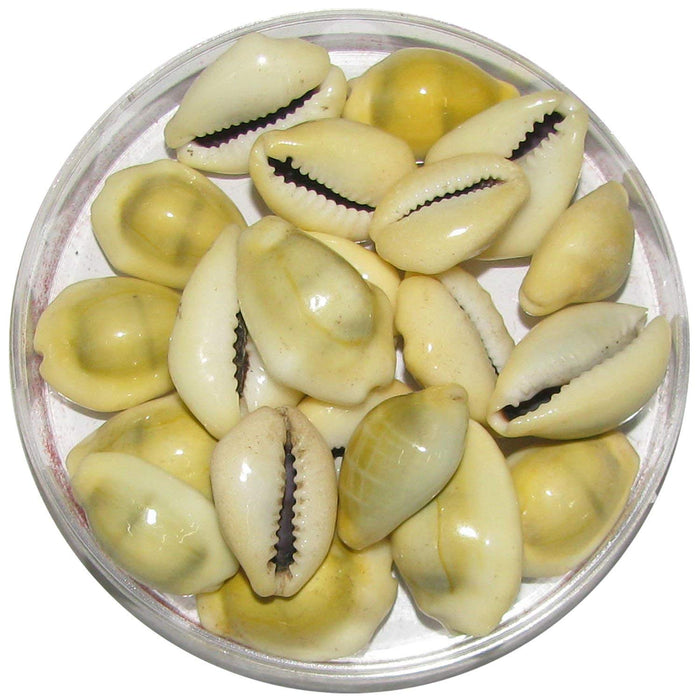 Yellow Lakshmi Kaudi | Peeli Kowdi Cowrie Sea Shell Vastu Shastra Remedies for Lakshmi & Diwali Pooja