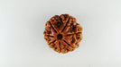 Lab Certified Seven Mukhi Mahalaxmi Rudraksha