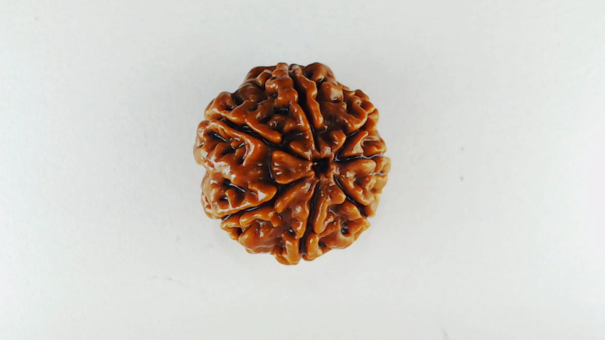 Lab Certified Seven Mukhi Mahalaxmi Rudraksha