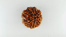 Lab Certified Seven Mukhi Mahalaxmi Rudraksha