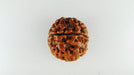 Lab Certified Seven Mukhi Mahalaxmi Rudraksha