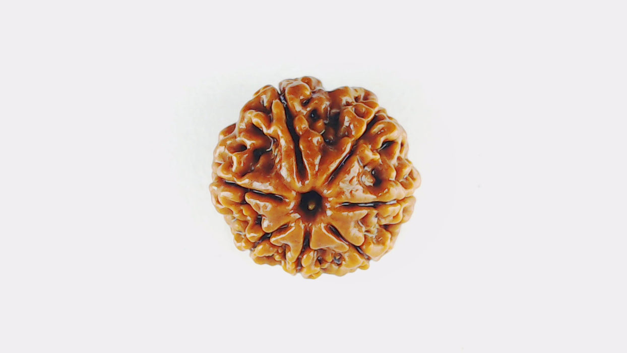 Lab Certified Seven Mukhi Mahalaxmi Rudraksha