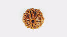 Lab Certified Seven Mukhi Mahalaxmi Rudraksha