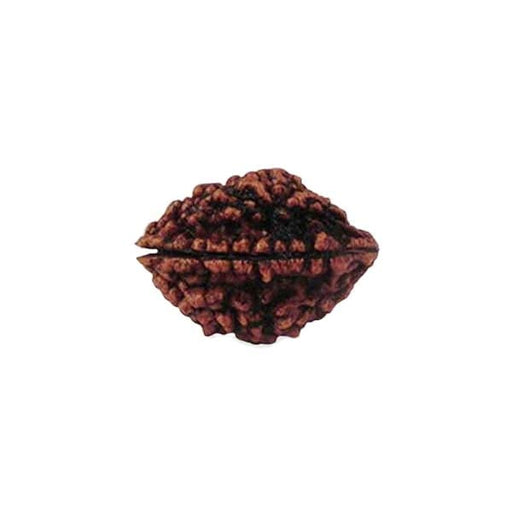 2 Mukhi Rudraksha