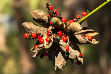 Red Gunja Seeds