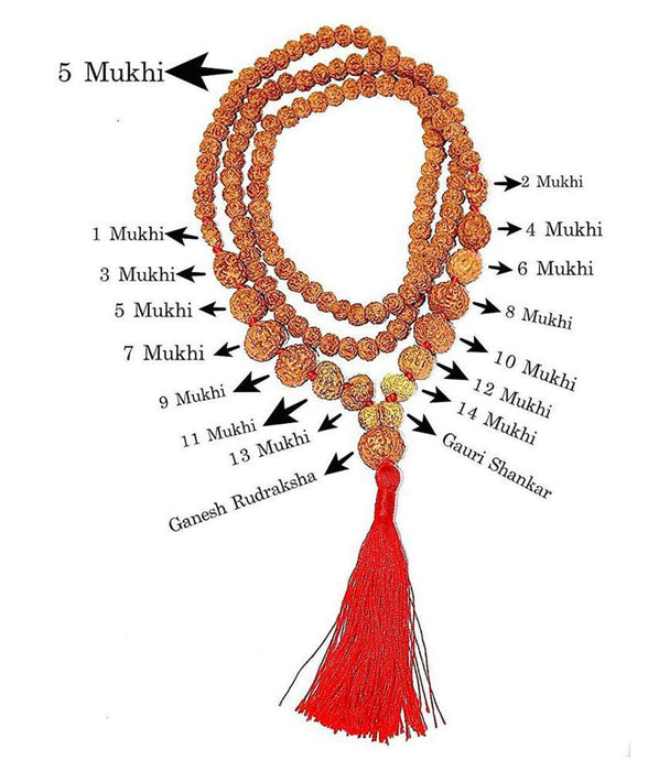 Mull Reksha 1 - 14 Mukhi Rudraksha Mala (Indonesia Origin) — Parthpooja