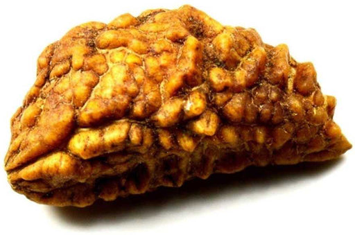 1 Mukhi Rudraksha